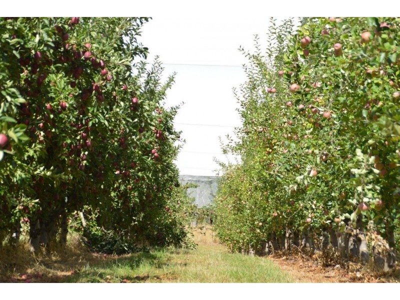 Orana 351 Willigobung Road, Tumbarumba NSW 2653