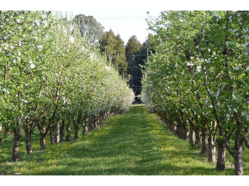 Orana 351 Willigobung Road, Tumbarumba NSW 2653