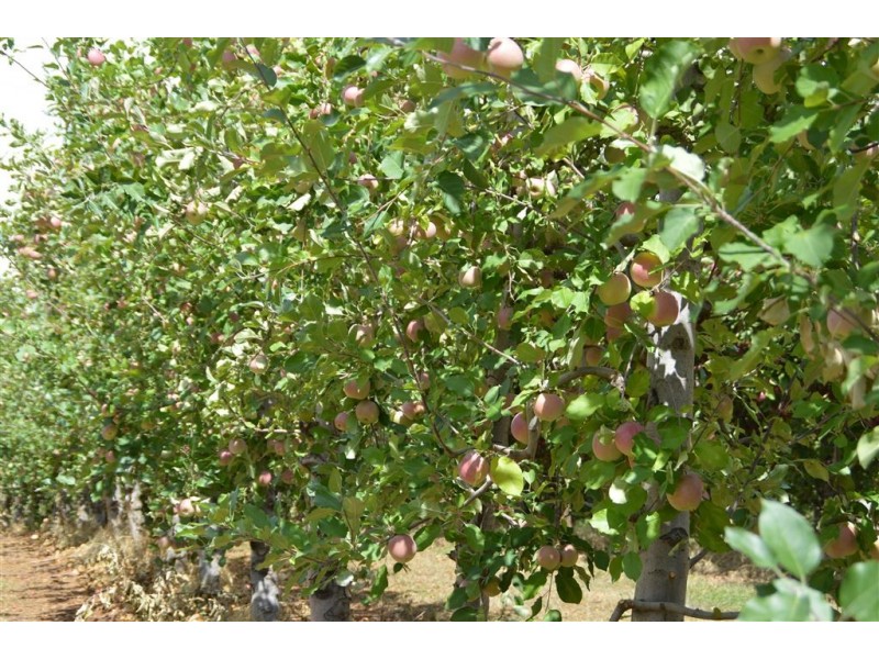 Orana 351 Willigobung Road, Tumbarumba NSW 2653