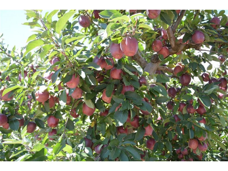 Orana 351 Willigobung Road, Tumbarumba NSW 2653