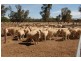 Kabinga 3474 Sturt Highway, Wagga Wagga NSW 2650