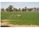 Kabinga 3474 Sturt Highway, Wagga Wagga NSW 2650