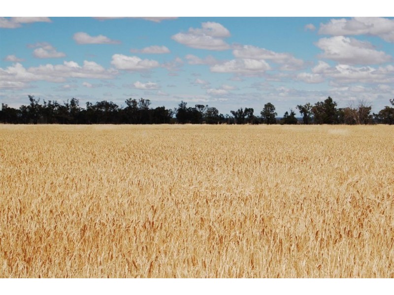 PostOffice 1090 Berry Jerry Lane, Coolamon NSW 2701