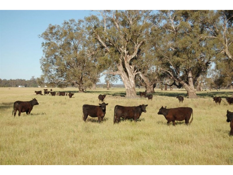 Berryjerry Homestead, 190 Berryjerry Lane, Wagga Wagga NSW 2650