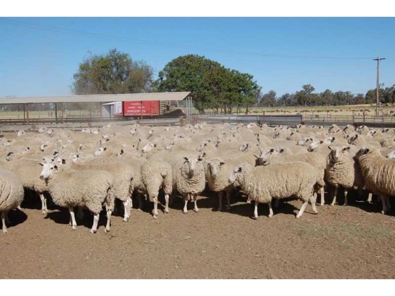 Berryjerry Homestead, 190 Berryjerry Lane, Wagga Wagga NSW 2650