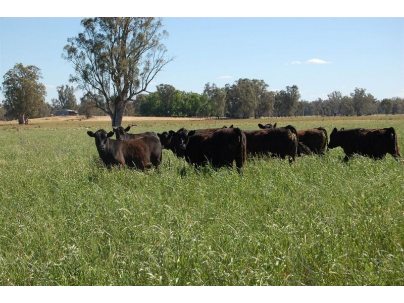 Berryjerry Homestead, 190 Berryjerry Lane, Wagga Wagga NSW 2650