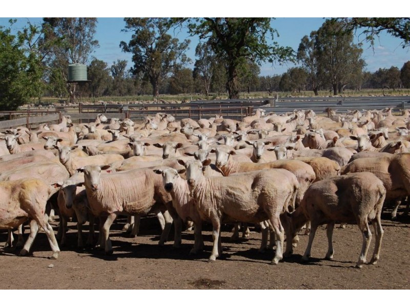 Berryjerry Homestead, 190 Berryjerry Lane, Wagga Wagga NSW 2650