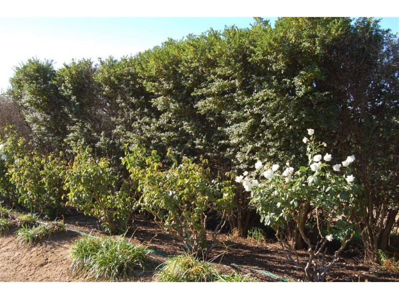 Gundaroo Park, Junee Road, Marrar NSW 2652