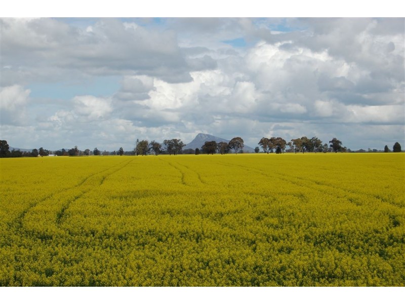 Piney Grove, Collingullie via, Wagga Wagga NSW 2650