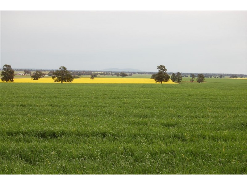 Piney Grove, Collingullie via, Wagga Wagga NSW 2650