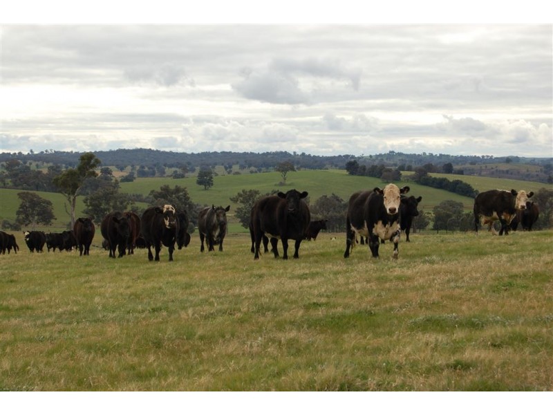 Keajura Grove, Murray’s Lane, Tarcutta NSW 2652