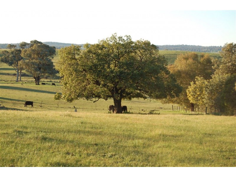Keajura Grove, Murray’s Lane, Tarcutta NSW 2652