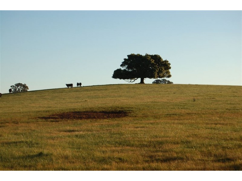 Keajura Grove, Murray’s Lane, Tarcutta NSW 2652
