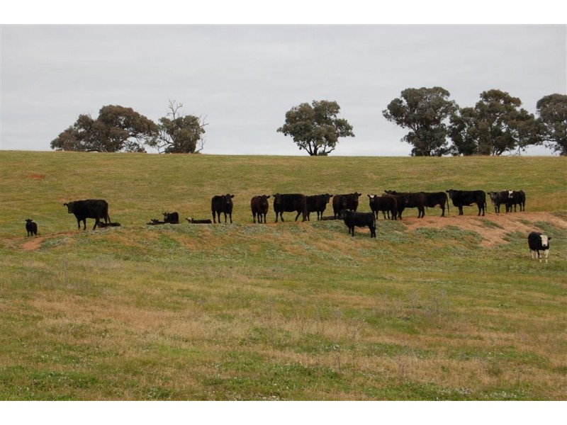 Keajura Grove, Murray’s Lane, Tarcutta NSW 2652