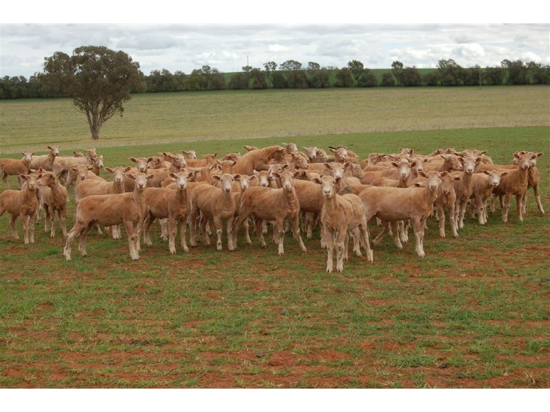 Una 577 Tooyal Road, Wagga Wagga NSW 2650