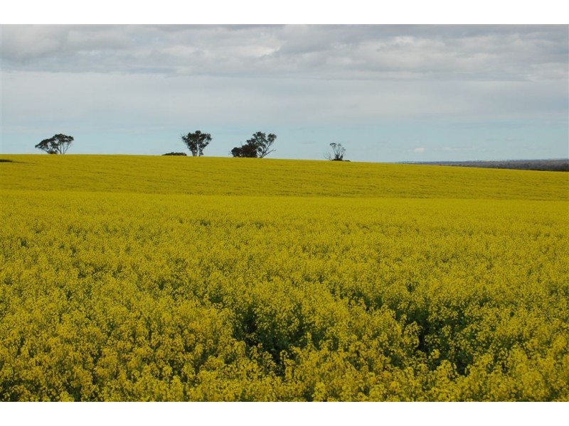 Una 577 Tooyal Road, Wagga Wagga NSW 2650