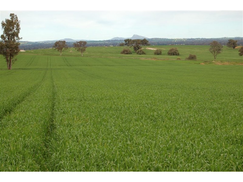 Una 577 Tooyal Road, Wagga Wagga NSW 2650