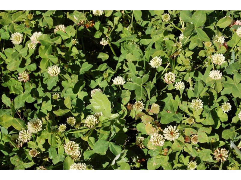 Glencoe Tumbarumba Road, Wagga Wagga NSW 2650