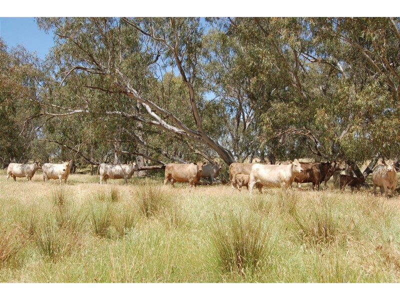 Wagga Wagga NSW 2650