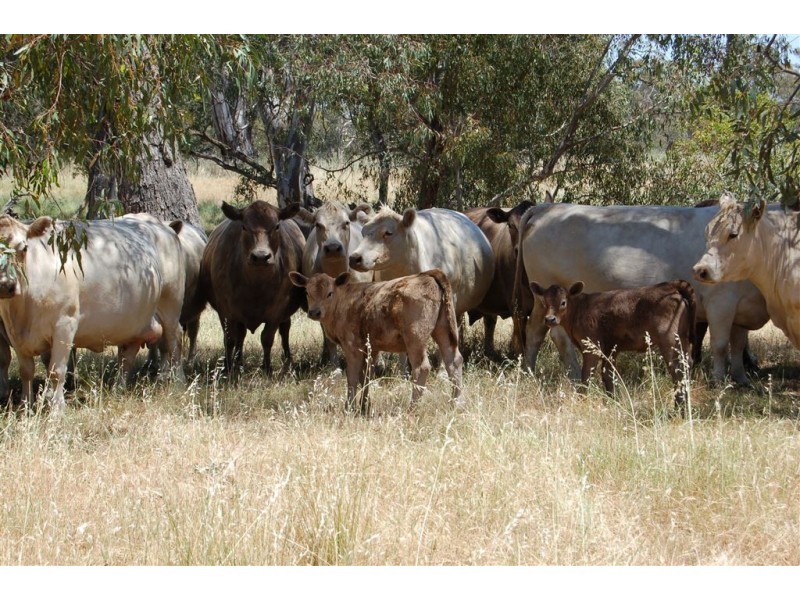 Wagga Wagga NSW 2650