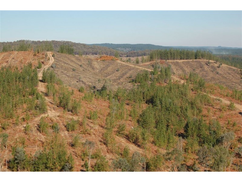 Somerset Pines, Bobs Creek Rd, Carabost, Tumbarumba NSW 2653