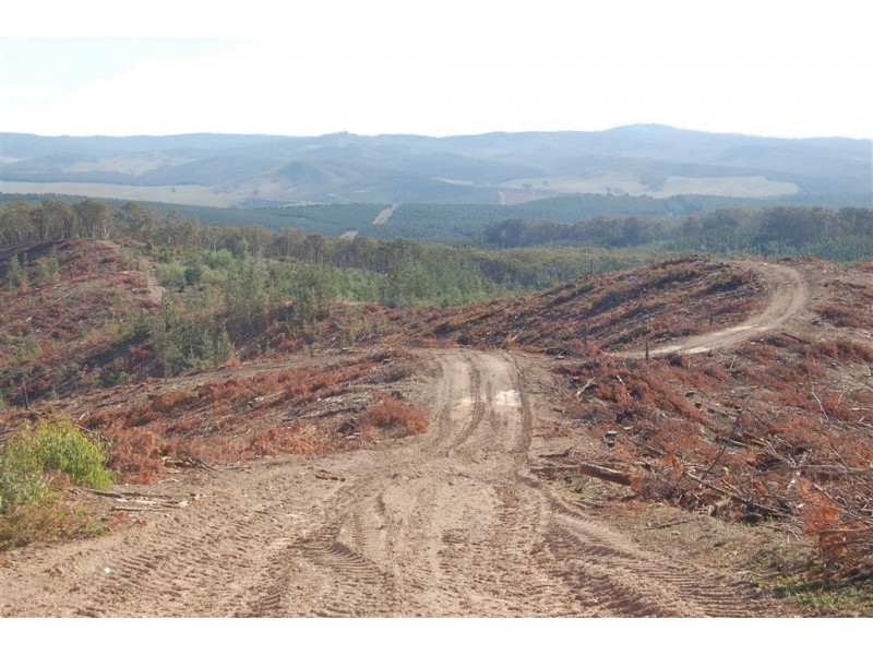 Somerset Pines, Bobs Creek Rd, Carabost, Tumbarumba NSW 2653