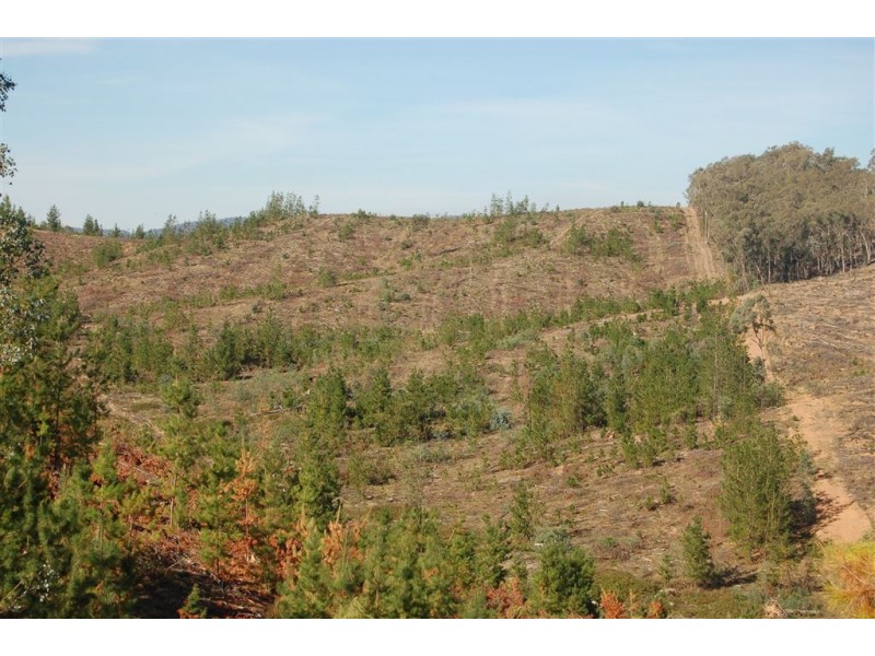 Somerset Pines, Bobs Creek Rd, Carabost, Tumbarumba NSW 2653