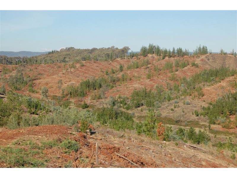 Somerset Pines, Bobs Creek Rd, Carabost, Tumbarumba NSW 2653