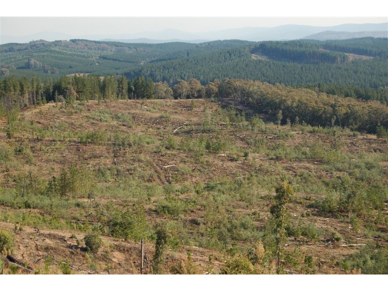 Somerset Pines, Bobs Creek Rd, Carabost, Tumbarumba NSW 2653