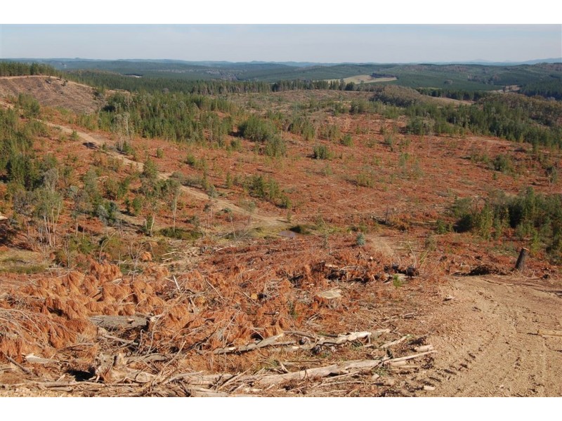 Somerset Pines, Bobs Creek Rd, Carabost, Tumbarumba NSW 2653