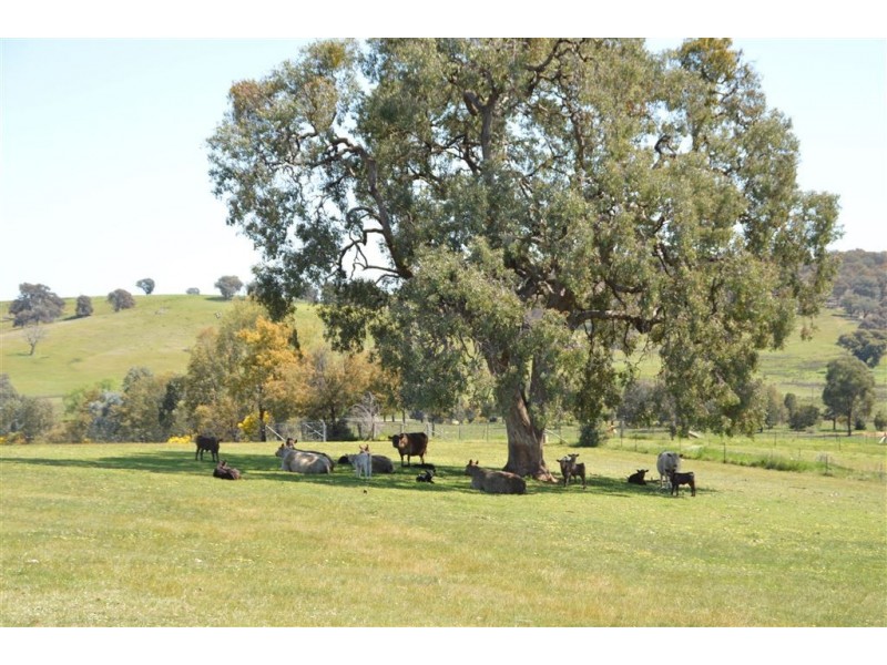 Mungarra Pulletop Road, Cookardinia, Wagga Wagga NSW 2650