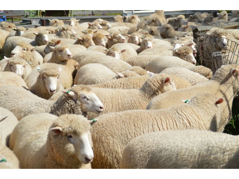 Myoora 2263 Oura Road, Wagga Wagga NSW 2650