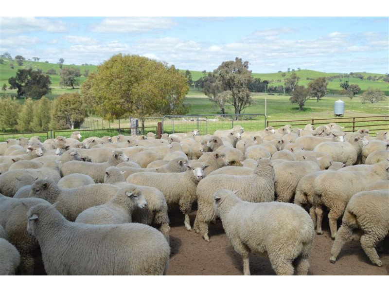 Myoora 2263 Oura Road, Wagga Wagga NSW 2650