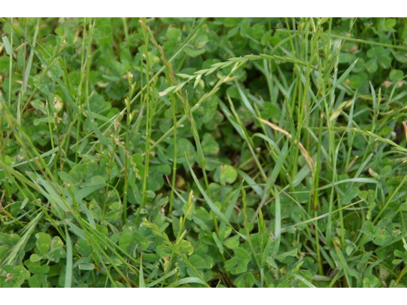 Wagga Wagga NSW 2650