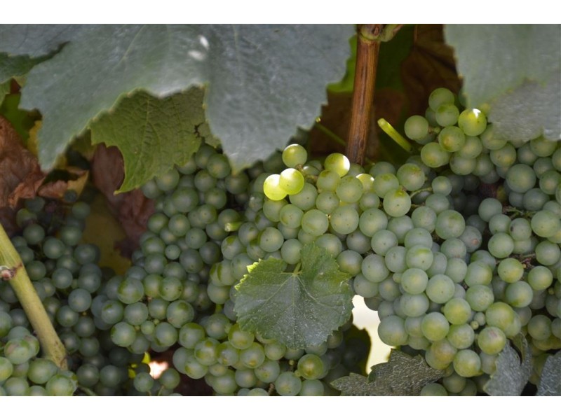 3486 Jingellic Road, Mannus via, Tumbarumba NSW 2653