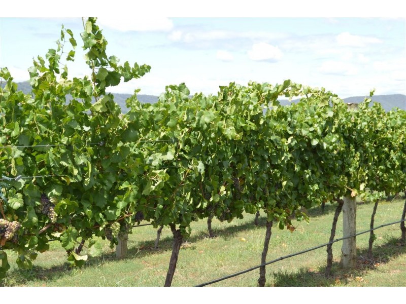 3486 Jingellic Road, Mannus via, Tumbarumba NSW 2653