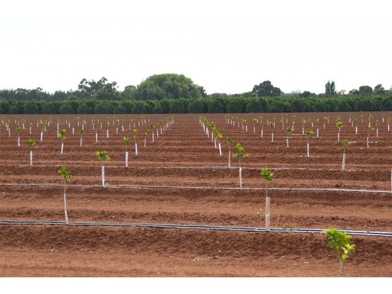 Budwood Crowes Rd, Leeton NSW 2705