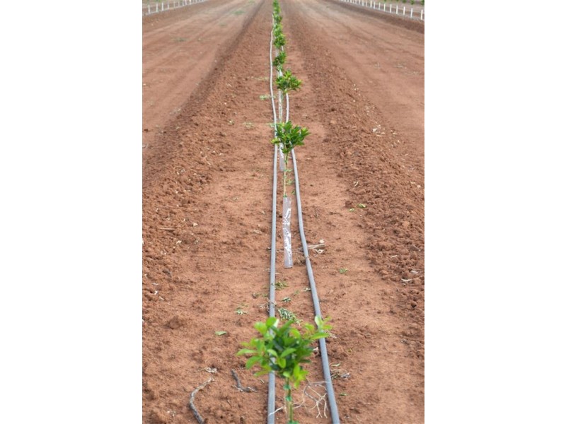 Budwood Crowes Rd, Leeton NSW 2705