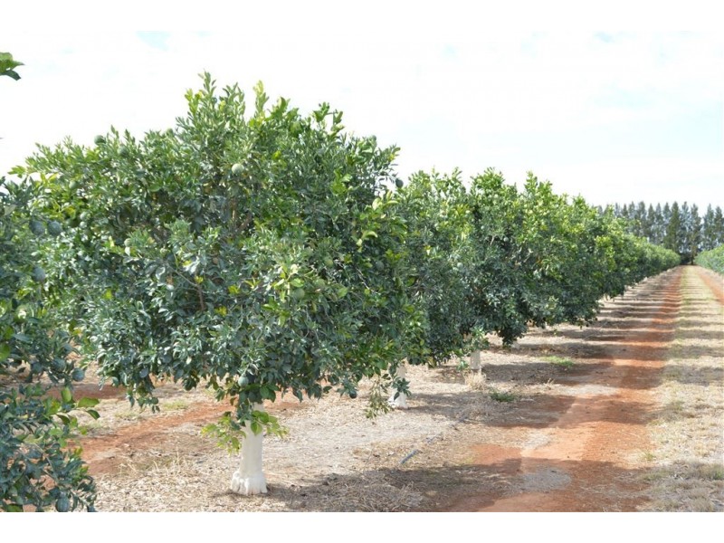 Budwood Crowes Rd, Leeton NSW 2705