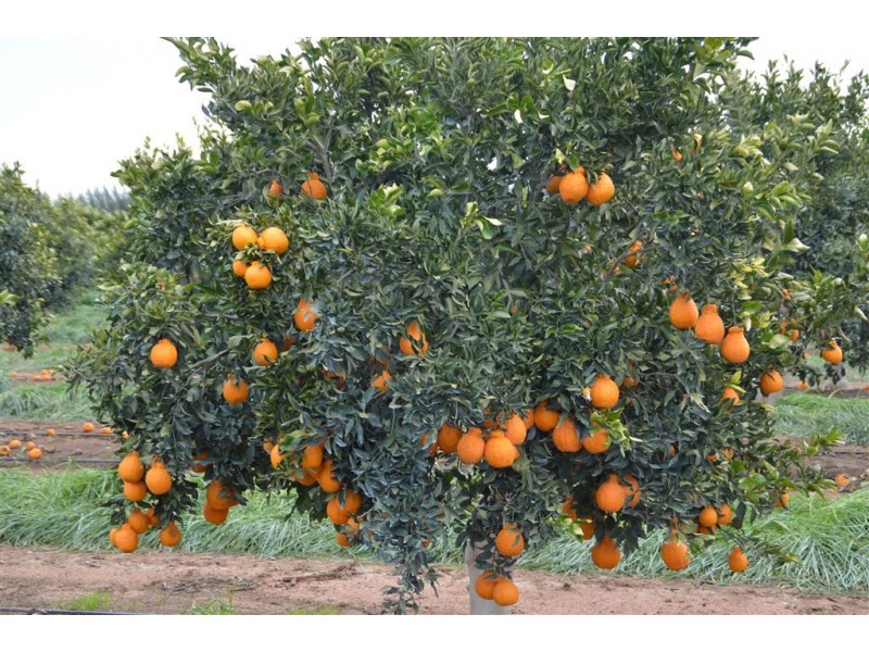 Budwood Crowes Rd, Leeton NSW 2705