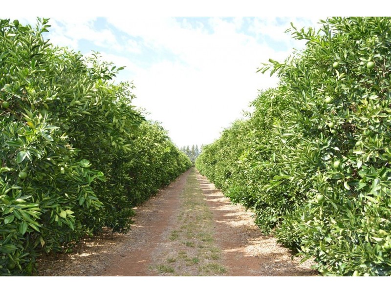 Budwood Crowes Rd, Leeton NSW 2705