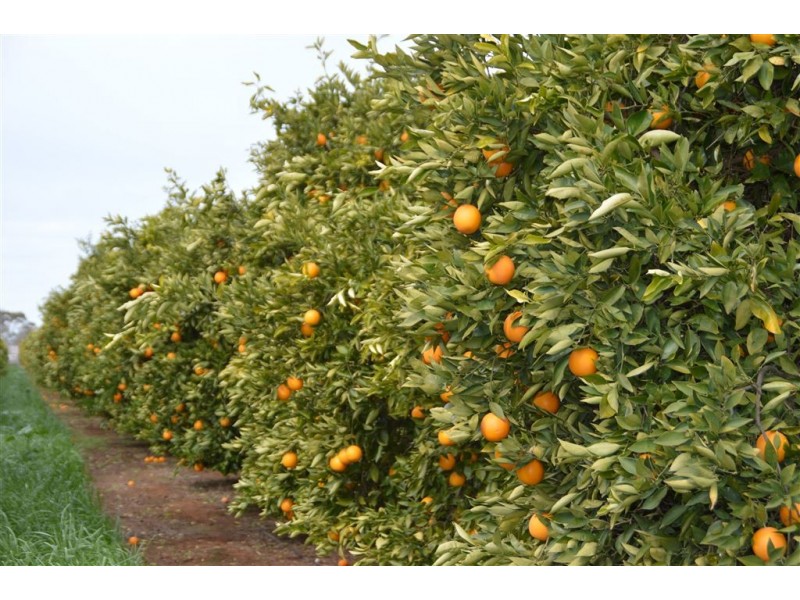 Budwood Crowes Rd, Leeton NSW 2705