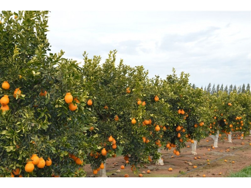 Budwood Crowes Rd, Leeton NSW 2705