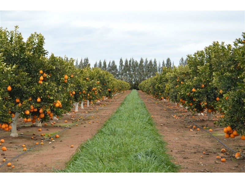 Budwood Crowes Rd, Leeton NSW 2705