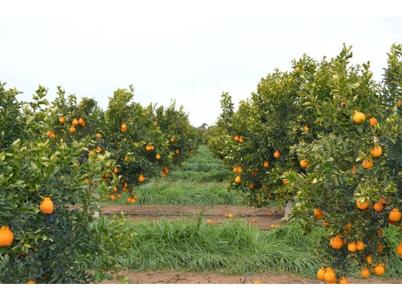 Budwood Crowes Rd, Leeton NSW 2705