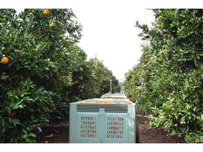 Budwood Crowes Rd, Leeton NSW 2705