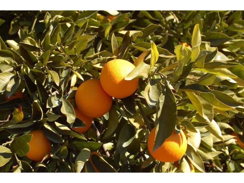 Budwood Crowes Rd, Leeton NSW 2705