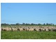 Thornleigh 1631 Faithfull Road, Sandigo via, Narrandera NSW 2700