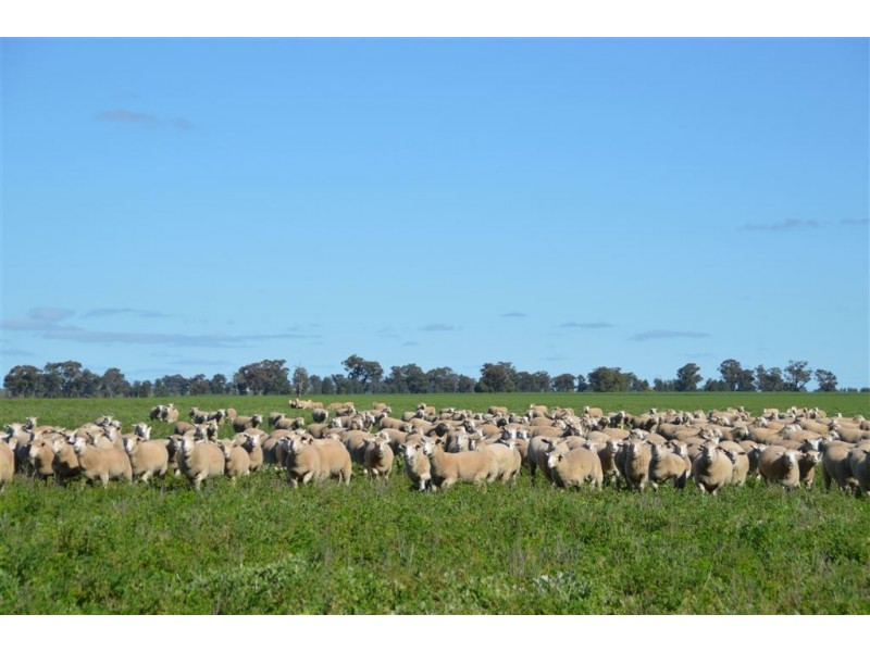 Thornleigh 1631 Faithfull Road, Sandigo via, Narrandera NSW 2700