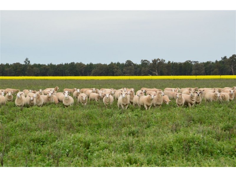 Thornleigh 1631 Faithfull Road, Sandigo via, Narrandera NSW 2700